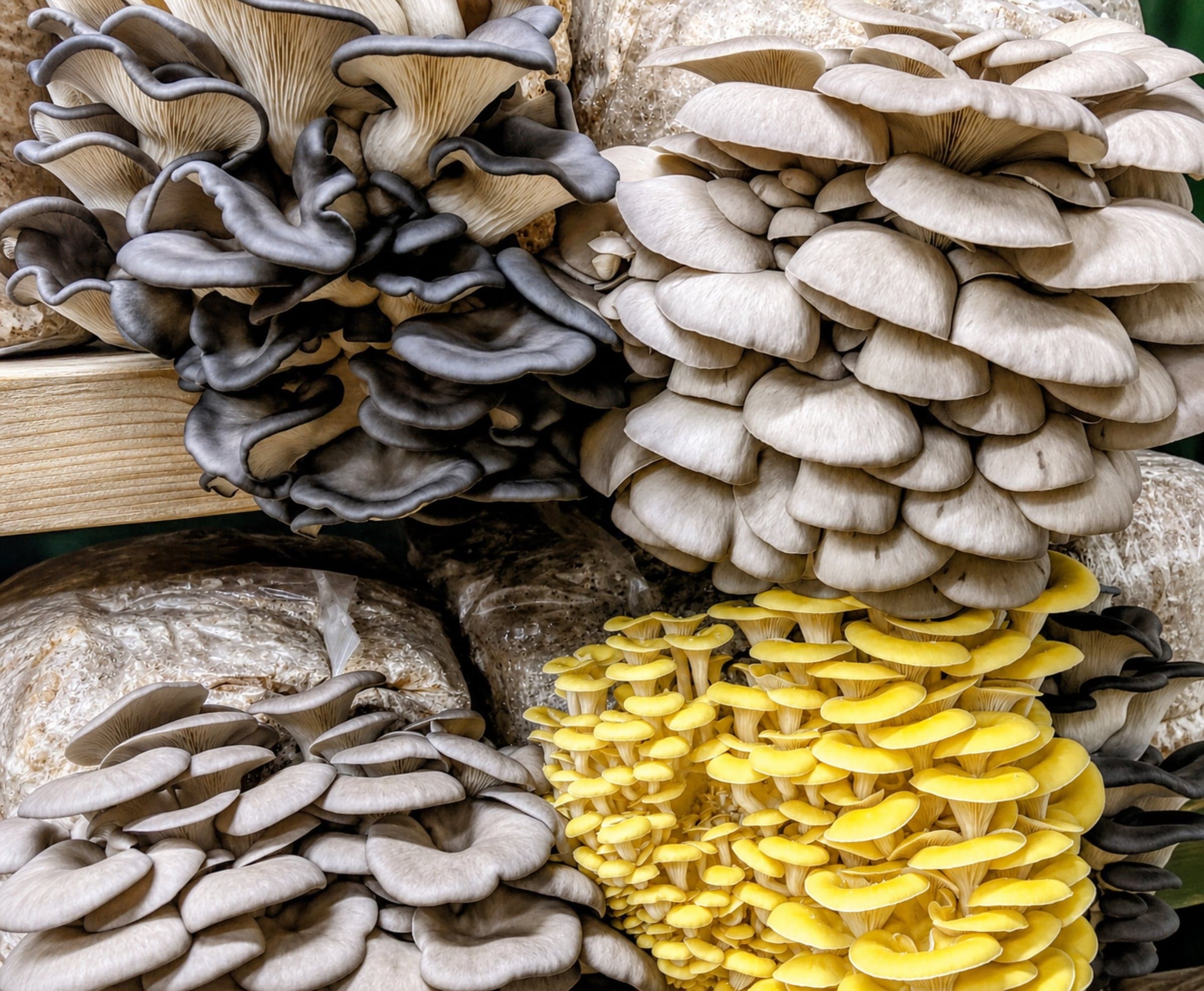 Blue, gray, and golden oyster mushrooms growing from blocks on the Earthen Goodness farm rack