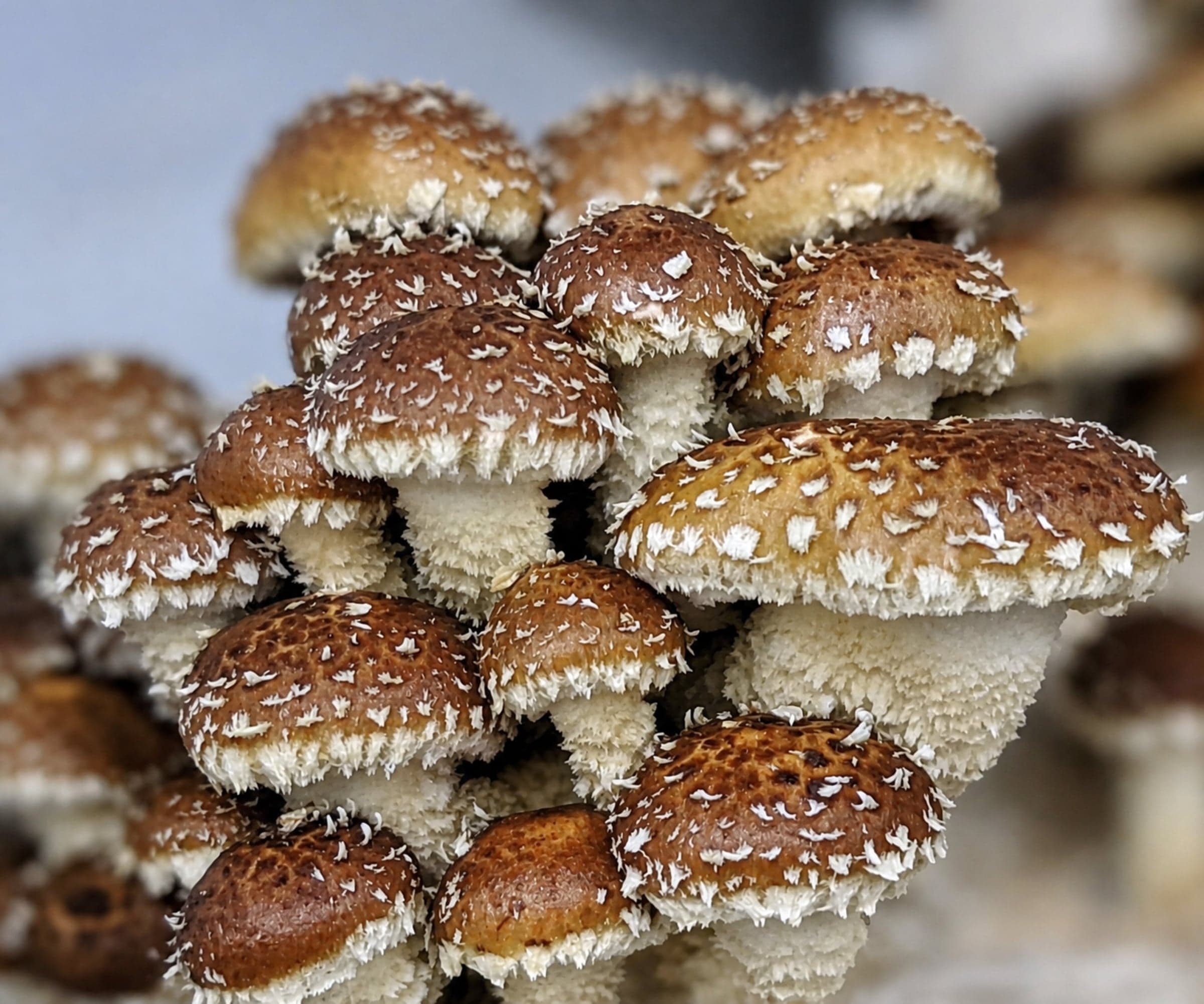 A cluster of freckled chestnut mushrooms with warm brown caps