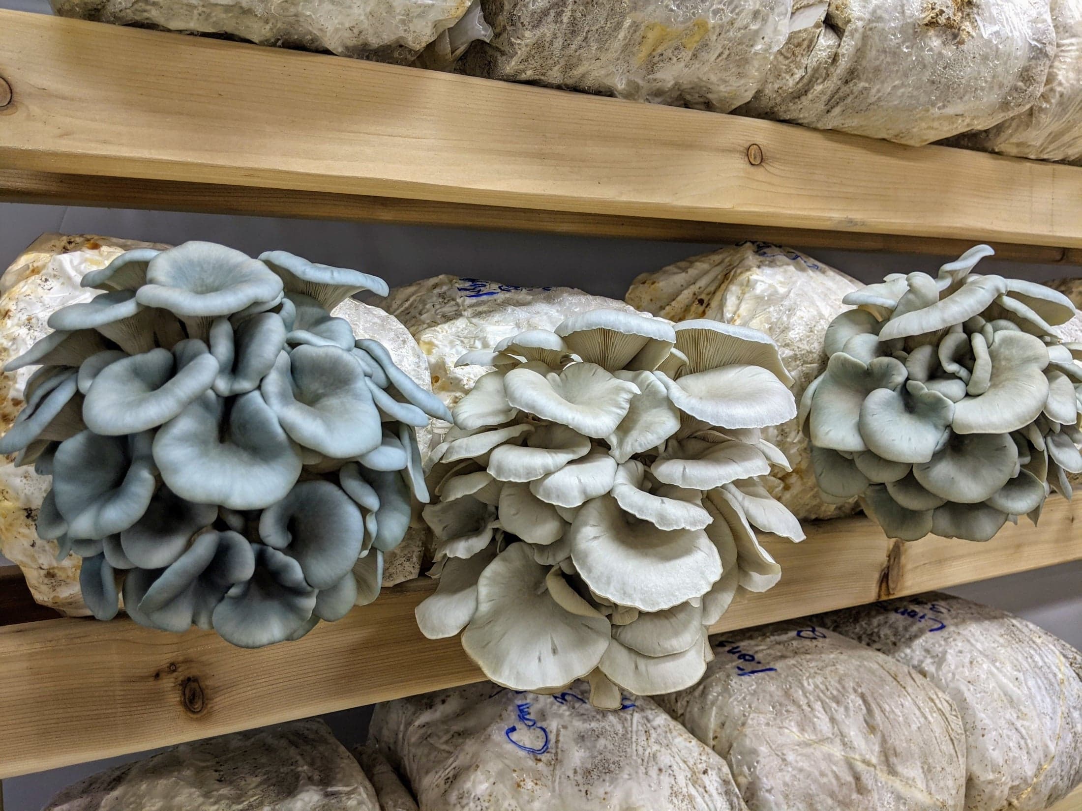 Blue oyster mushrooms growing from blocks on wooden racks at the Earthen Goodness farm