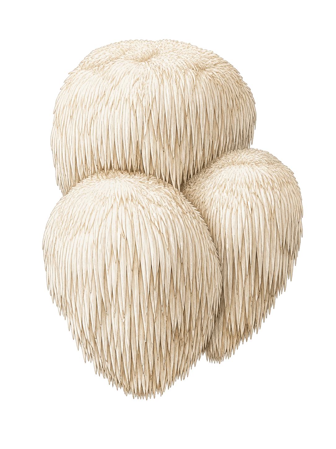 Lion’s Mane mushroom field-guide illustration